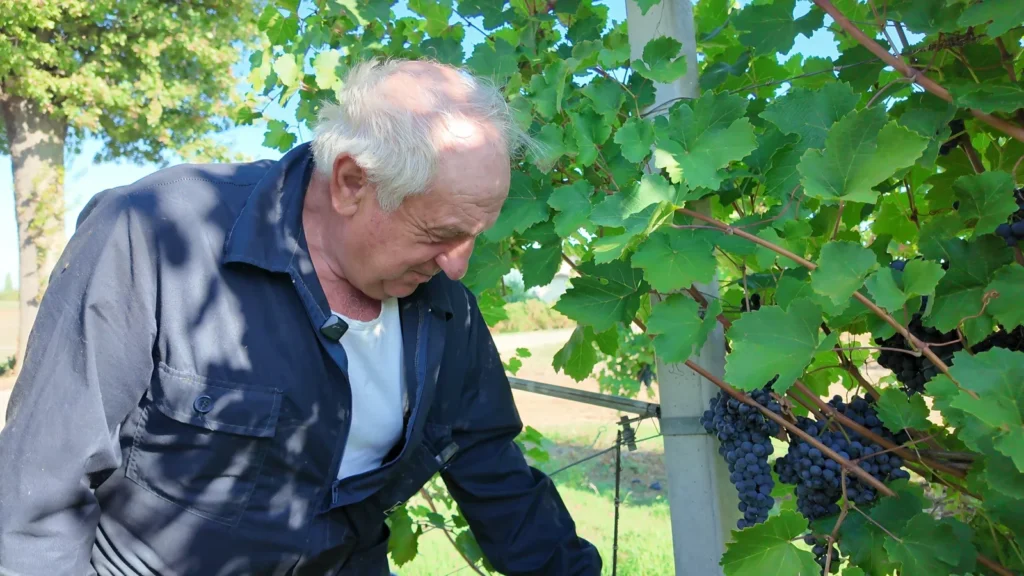 Scopri di più sull'articolo Lambrusco, il rosso che non vuole più essere semplificato